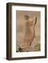 Black-Tailed Prairie Dog (Blacktail Prairie Dog) (Cynomys Ludovicianus) Calling-James Hager-Framed Photographic Print