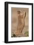 Black-Tailed Prairie Dog (Blacktail Prairie Dog) (Cynomys Ludovicianus) Calling-James Hager-Framed Photographic Print