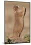 Black-Tailed Prairie Dog (Blacktail Prairie Dog) (Cynomys Ludovicianus) Calling-James Hager-Mounted Photographic Print