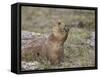 Black-Tailed Prairie Dog (Blacktail Prairie Dog) (Cynomys Ludovicianus) Eating-James Hager-Framed Stretched Canvas