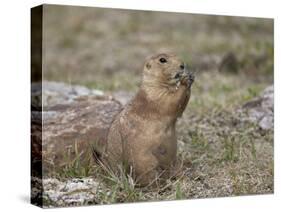 Black-Tailed Prairie Dog (Blacktail Prairie Dog) (Cynomys Ludovicianus) Eating-James Hager-Stretched Canvas