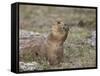 Black-Tailed Prairie Dog (Blacktail Prairie Dog) (Cynomys Ludovicianus) Eating-James Hager-Framed Stretched Canvas