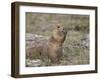 Black-Tailed Prairie Dog (Blacktail Prairie Dog) (Cynomys Ludovicianus) Eating-James Hager-Framed Photographic Print