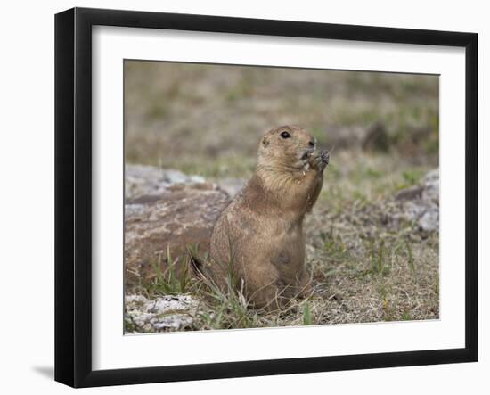 Black-Tailed Prairie Dog (Blacktail Prairie Dog) (Cynomys Ludovicianus) Eating-James Hager-Framed Photographic Print