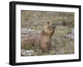 Black-Tailed Prairie Dog (Blacktail Prairie Dog) (Cynomys Ludovicianus) Eating-James Hager-Framed Photographic Print