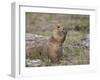 Black-Tailed Prairie Dog (Blacktail Prairie Dog) (Cynomys Ludovicianus) Eating-James Hager-Framed Photographic Print