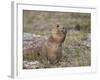 Black-Tailed Prairie Dog (Blacktail Prairie Dog) (Cynomys Ludovicianus) Eating-James Hager-Framed Photographic Print