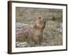 Black-Tailed Prairie Dog (Blacktail Prairie Dog) (Cynomys Ludovicianus) Eating-James Hager-Framed Photographic Print