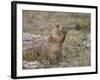 Black-Tailed Prairie Dog (Blacktail Prairie Dog) (Cynomys Ludovicianus) Eating-James Hager-Framed Photographic Print