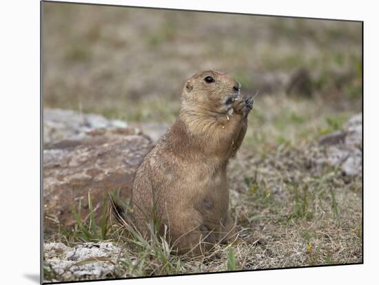 Black-Tailed Prairie Dog (Blacktail Prairie Dog) (Cynomys Ludovicianus) Eating-James Hager-Mounted Photographic Print