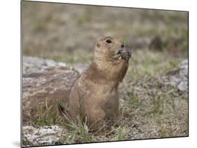 Black-Tailed Prairie Dog (Blacktail Prairie Dog) (Cynomys Ludovicianus) Eating-James Hager-Mounted Photographic Print
