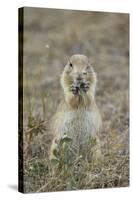 Black-Tailed Prairie Dog (Blacktail Prairie Dog) (Cynomys Ludovicianus) Eating-James Hager-Stretched Canvas