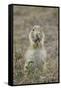 Black-Tailed Prairie Dog (Blacktail Prairie Dog) (Cynomys Ludovicianus) Eating-James Hager-Framed Stretched Canvas