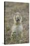 Black-Tailed Prairie Dog (Blacktail Prairie Dog) (Cynomys Ludovicianus) Eating-James Hager-Stretched Canvas