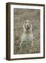 Black-Tailed Prairie Dog (Blacktail Prairie Dog) (Cynomys Ludovicianus) Eating-James Hager-Framed Photographic Print