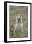 Black-Tailed Prairie Dog (Blacktail Prairie Dog) (Cynomys Ludovicianus) Eating-James Hager-Framed Photographic Print