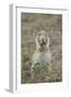 Black-Tailed Prairie Dog (Blacktail Prairie Dog) (Cynomys Ludovicianus) Eating-James Hager-Framed Photographic Print