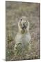 Black-Tailed Prairie Dog (Blacktail Prairie Dog) (Cynomys Ludovicianus) Eating-James Hager-Mounted Photographic Print