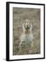 Black-Tailed Prairie Dog (Blacktail Prairie Dog) (Cynomys Ludovicianus) Eating-James Hager-Framed Photographic Print