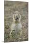 Black-Tailed Prairie Dog (Blacktail Prairie Dog) (Cynomys Ludovicianus) Eating-James Hager-Mounted Photographic Print