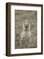 Black-Tailed Prairie Dog (Blacktail Prairie Dog) (Cynomys Ludovicianus) Eating-James Hager-Framed Photographic Print