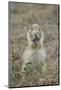 Black-Tailed Prairie Dog (Blacktail Prairie Dog) (Cynomys Ludovicianus) Eating-James Hager-Mounted Photographic Print