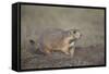 Black-Tailed Prairie Dog (Blacktail Prairie Dog) (Cynomys Ludovicianus)-James Hager-Framed Stretched Canvas