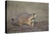 Black-Tailed Prairie Dog (Blacktail Prairie Dog) (Cynomys Ludovicianus)-James Hager-Stretched Canvas