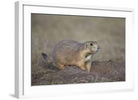 Black-Tailed Prairie Dog (Blacktail Prairie Dog) (Cynomys Ludovicianus)-James Hager-Framed Photographic Print