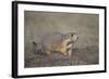 Black-Tailed Prairie Dog (Blacktail Prairie Dog) (Cynomys Ludovicianus)-James Hager-Framed Photographic Print