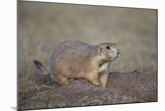 Black-Tailed Prairie Dog (Blacktail Prairie Dog) (Cynomys Ludovicianus)-James Hager-Mounted Photographic Print