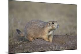 Black-Tailed Prairie Dog (Blacktail Prairie Dog) (Cynomys Ludovicianus)-James Hager-Mounted Photographic Print