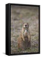 Black-Tailed Prairie Dog (Blacktail Prairie Dog) (Cynomys Ludovicianus)-James Hager-Framed Stretched Canvas