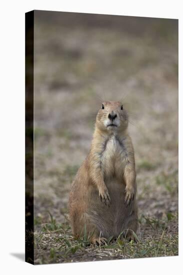 Black-Tailed Prairie Dog (Blacktail Prairie Dog) (Cynomys Ludovicianus)-James Hager-Stretched Canvas