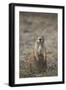 Black-Tailed Prairie Dog (Blacktail Prairie Dog) (Cynomys Ludovicianus)-James Hager-Framed Photographic Print