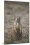 Black-Tailed Prairie Dog (Blacktail Prairie Dog) (Cynomys Ludovicianus)-James Hager-Mounted Photographic Print