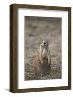 Black-Tailed Prairie Dog (Blacktail Prairie Dog) (Cynomys Ludovicianus)-James Hager-Framed Photographic Print