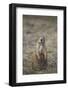 Black-Tailed Prairie Dog (Blacktail Prairie Dog) (Cynomys Ludovicianus)-James Hager-Framed Photographic Print