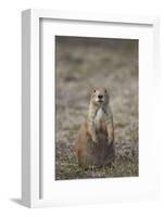 Black-Tailed Prairie Dog (Blacktail Prairie Dog) (Cynomys Ludovicianus)-James Hager-Framed Photographic Print