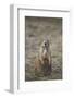 Black-Tailed Prairie Dog (Blacktail Prairie Dog) (Cynomys Ludovicianus)-James Hager-Framed Photographic Print