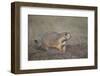 Black-Tailed Prairie Dog (Blacktail Prairie Dog) (Cynomys Ludovicianus)-James Hager-Framed Photographic Print