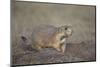 Black-Tailed Prairie Dog (Blacktail Prairie Dog) (Cynomys Ludovicianus)-James Hager-Mounted Photographic Print