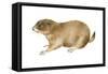 Black-Tailed Prairie Dog (Cynomys Ludovicianus), Mammals-Encyclopaedia Britannica-Framed Stretched Canvas