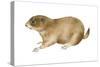 Black-Tailed Prairie Dog (Cynomys Ludovicianus), Mammals-Encyclopaedia Britannica-Stretched Canvas