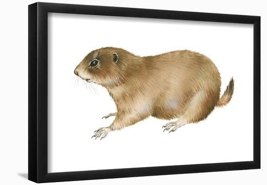 Black-Tailed Prairie Dog (Cynomys Ludovicianus), Mammals-Encyclopaedia Britannica-Framed Poster