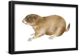 Black-Tailed Prairie Dog (Cynomys Ludovicianus), Mammals-Encyclopaedia Britannica-Framed Poster