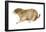 Black-Tailed Prairie Dog (Cynomys Ludovicianus), Mammals-Encyclopaedia Britannica-Framed Poster