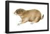 Black-Tailed Prairie Dog (Cynomys Ludovicianus), Mammals-Encyclopaedia Britannica-Framed Poster