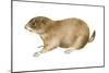 Black-Tailed Prairie Dog (Cynomys Ludovicianus), Mammals-Encyclopaedia Britannica-Mounted Poster