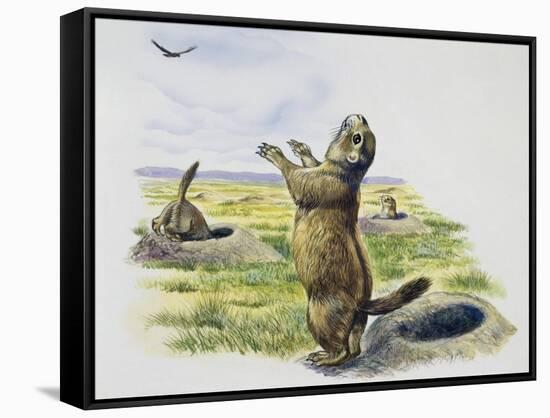 Black-Tailed Prairie Dog (Cynomys Ludovicianus), Sciuridae-null-Framed Stretched Canvas